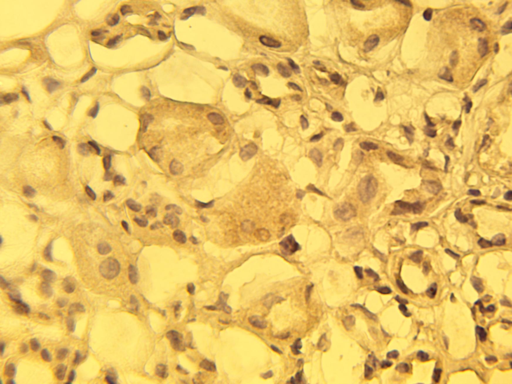 Immunohistochemical staining of normal human kidney tissue with alpha1C calcium channel antibody (Cat. No. X2713P) at 15 µg/ml